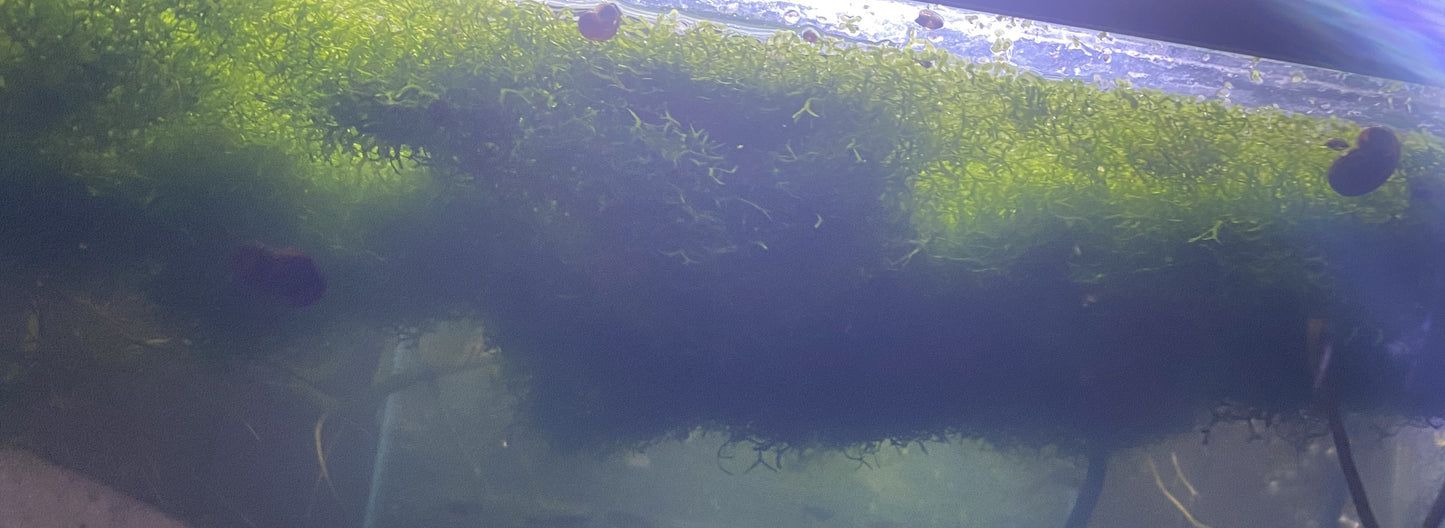 Crystalwort with Scuds