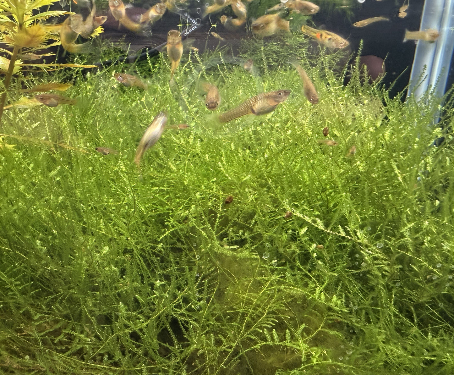 Taiwan Moss