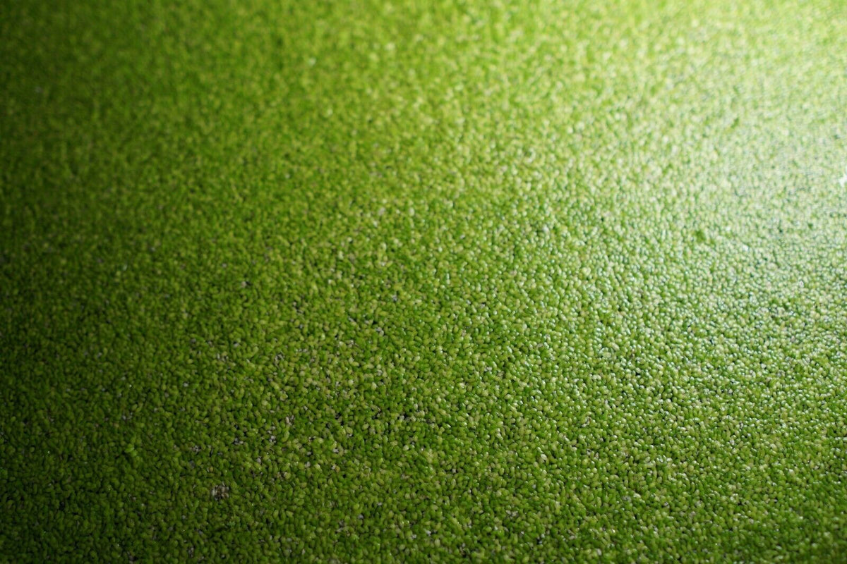 Duckweed (lemna minor)