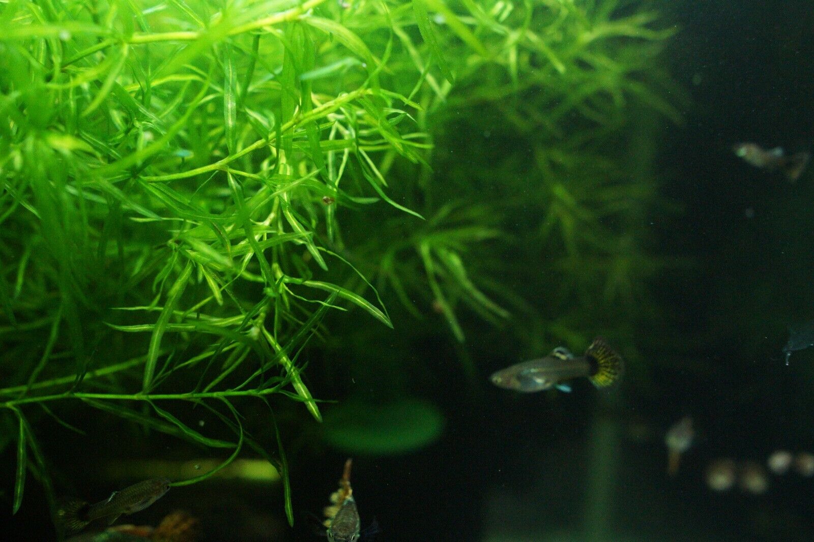 Guppy Grass – Brenton's Fish