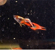 Guppy Endler Hybrid (HB Blue x Japanese Blue x Red Mosaic x Black Bar)