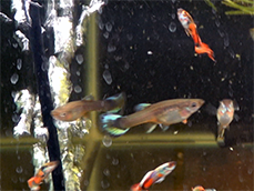 Guppy Hybrid (Half Black Blue x Japanese Blue x Red Mosaic x Black Bar Endler)