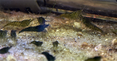 Green Jade Shrimp Culls