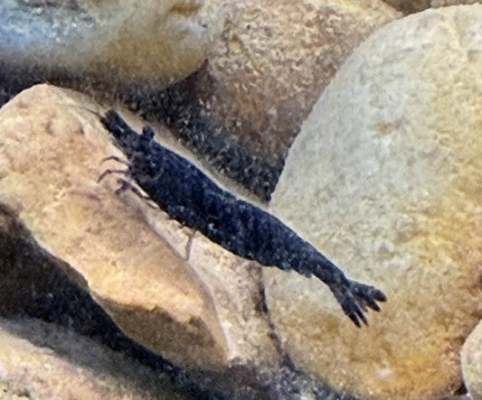 Black Chocolate Shrimp