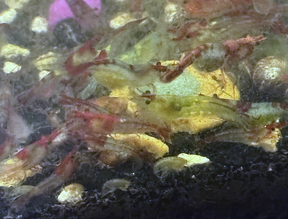 Red Rili Shrimp