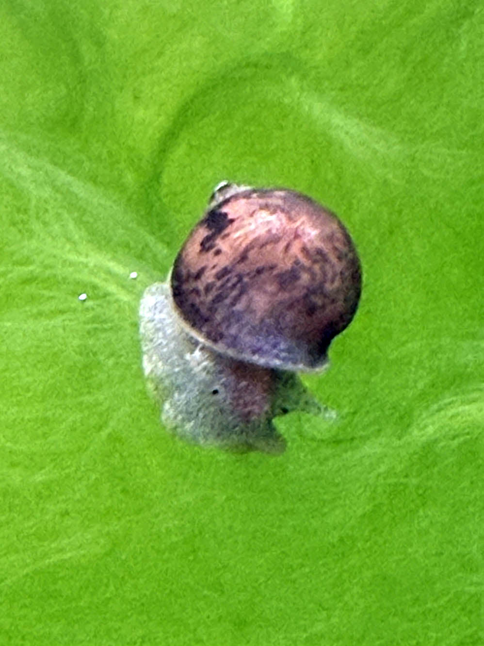 White Pond Snail