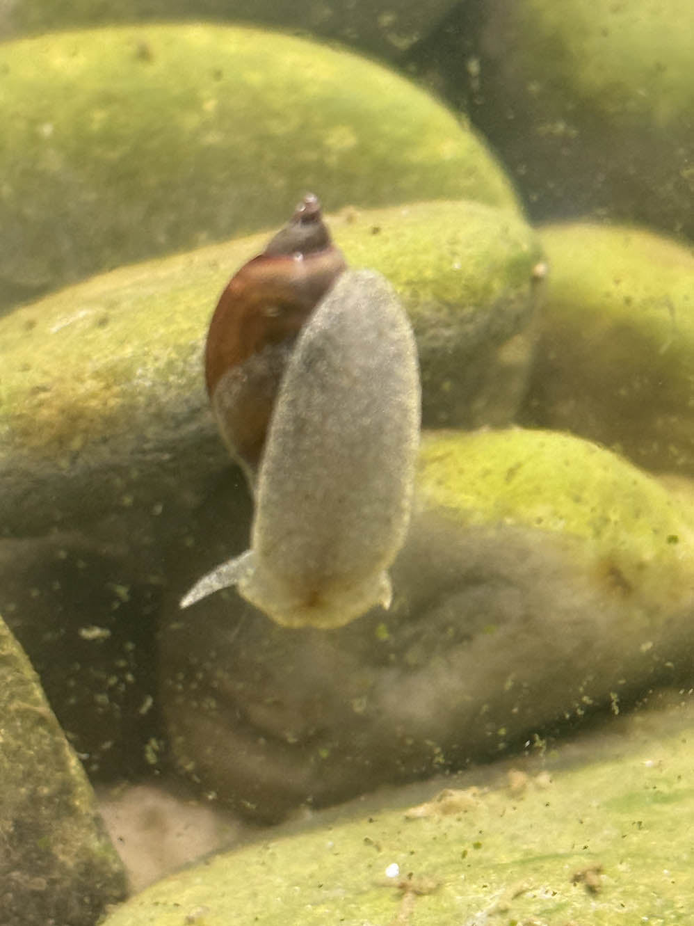White Pond Snail