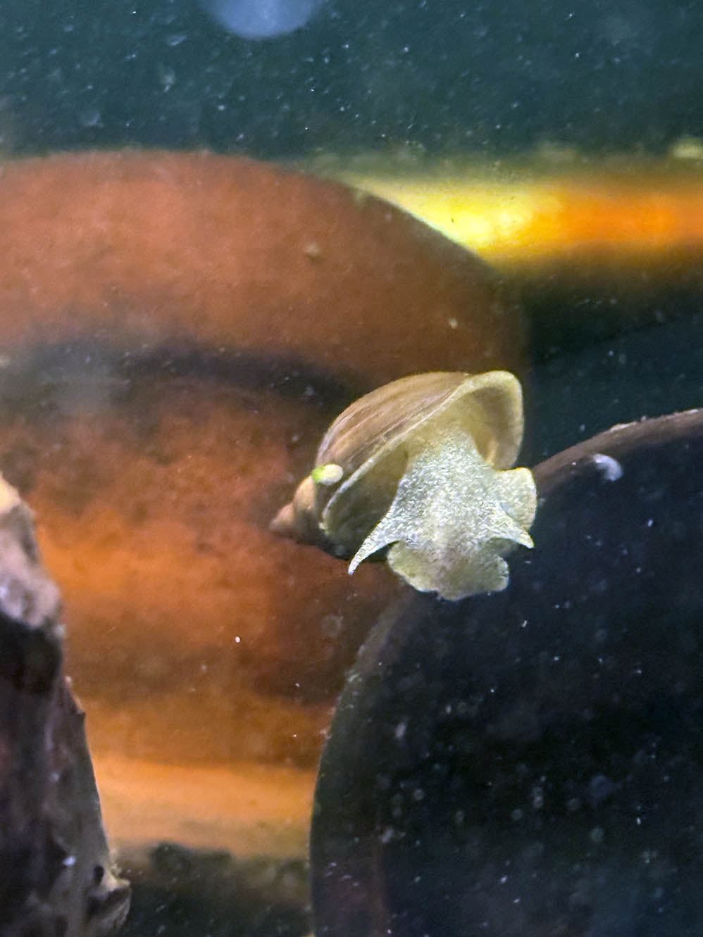 White Pond Snail
