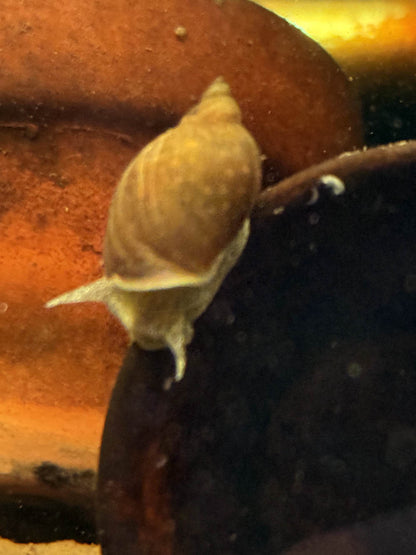 White Pond Snail