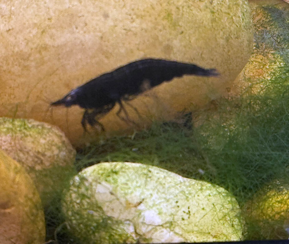 Black Chocolate Shrimp