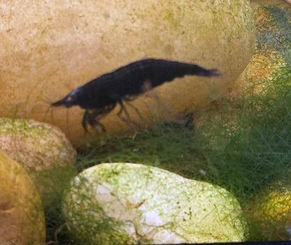 Black Chocolate Shrimp