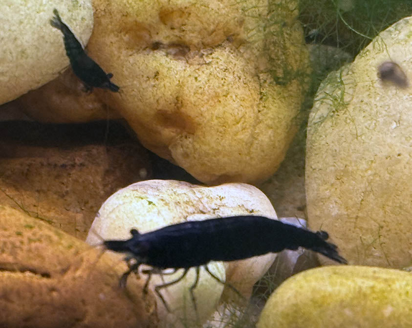 Black Chocolate Shrimp