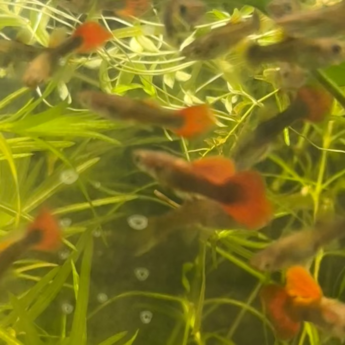 Half-Black Red Guppy