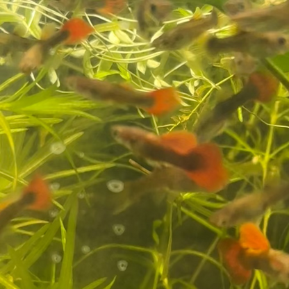 Half-Black Red Guppy