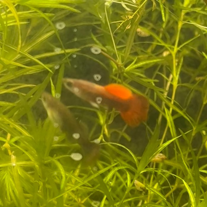 Half-Black Red Guppy