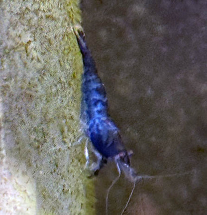 Blue Carbon Rili Shrimp