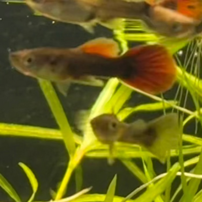Half-Black Red Guppy