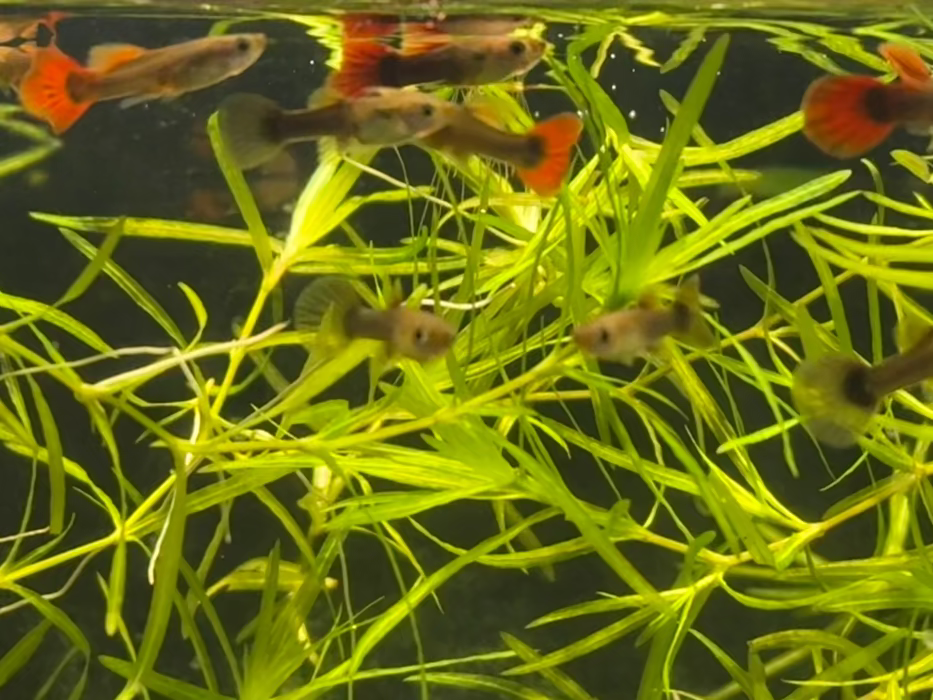 Half-Black Red Guppy
