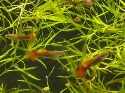 Half-Black Red Guppy