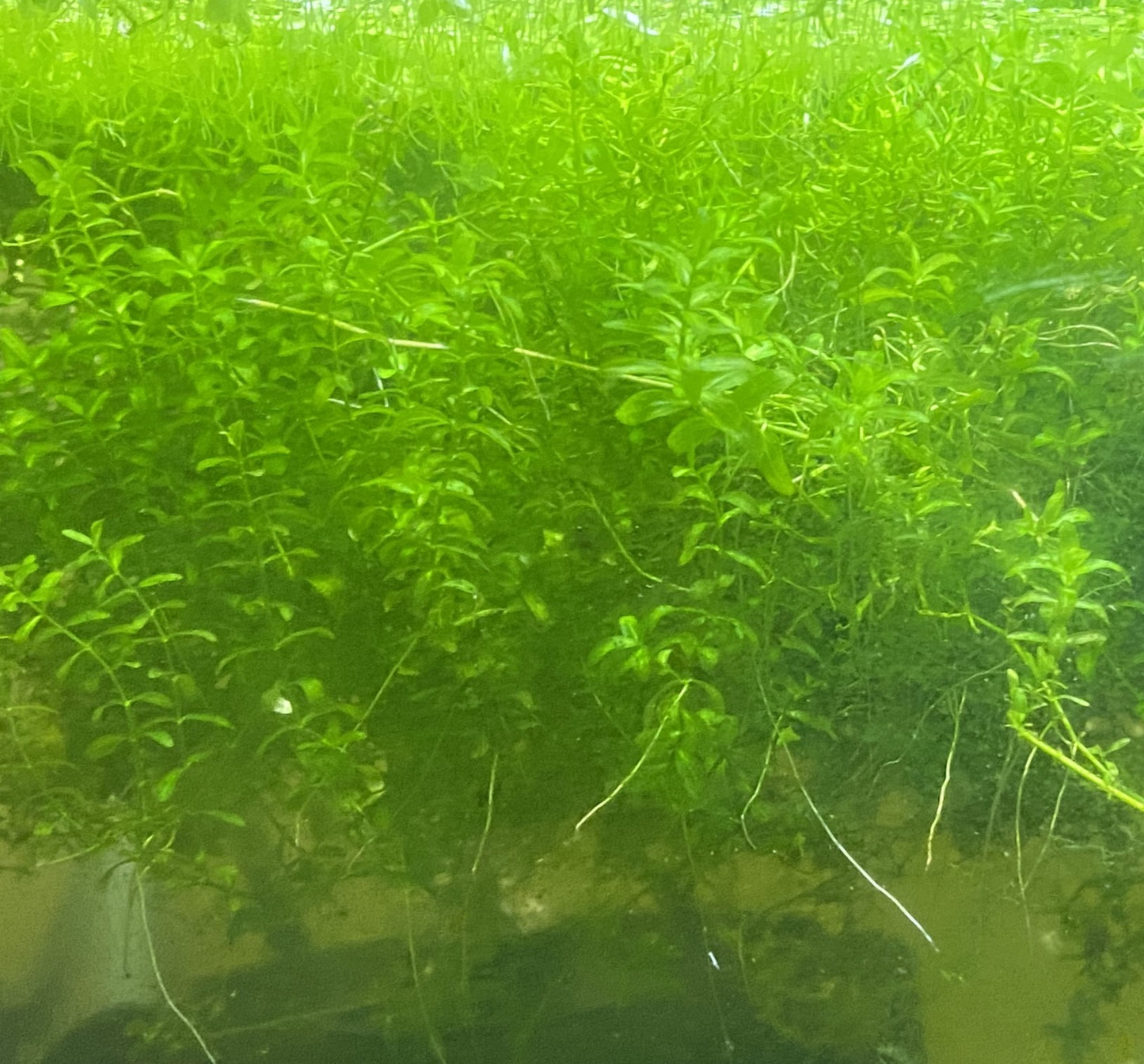 Pearl Weed with Scuds