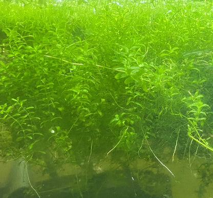 Pearl Weed with Scuds