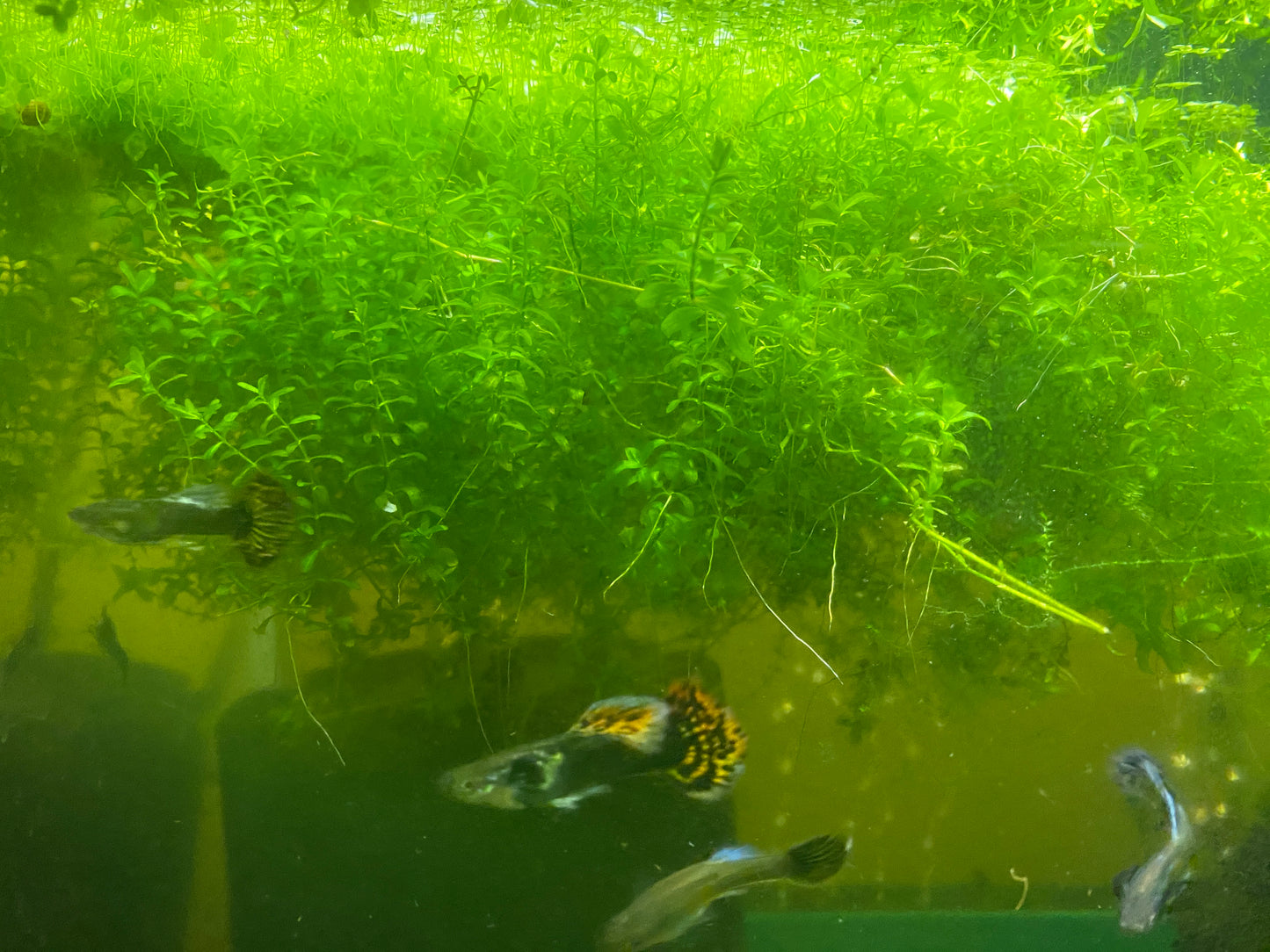 Pearl Weed with Scuds