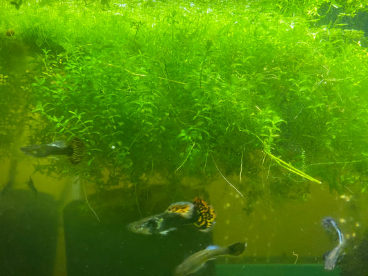 Pearl Weed with Scuds