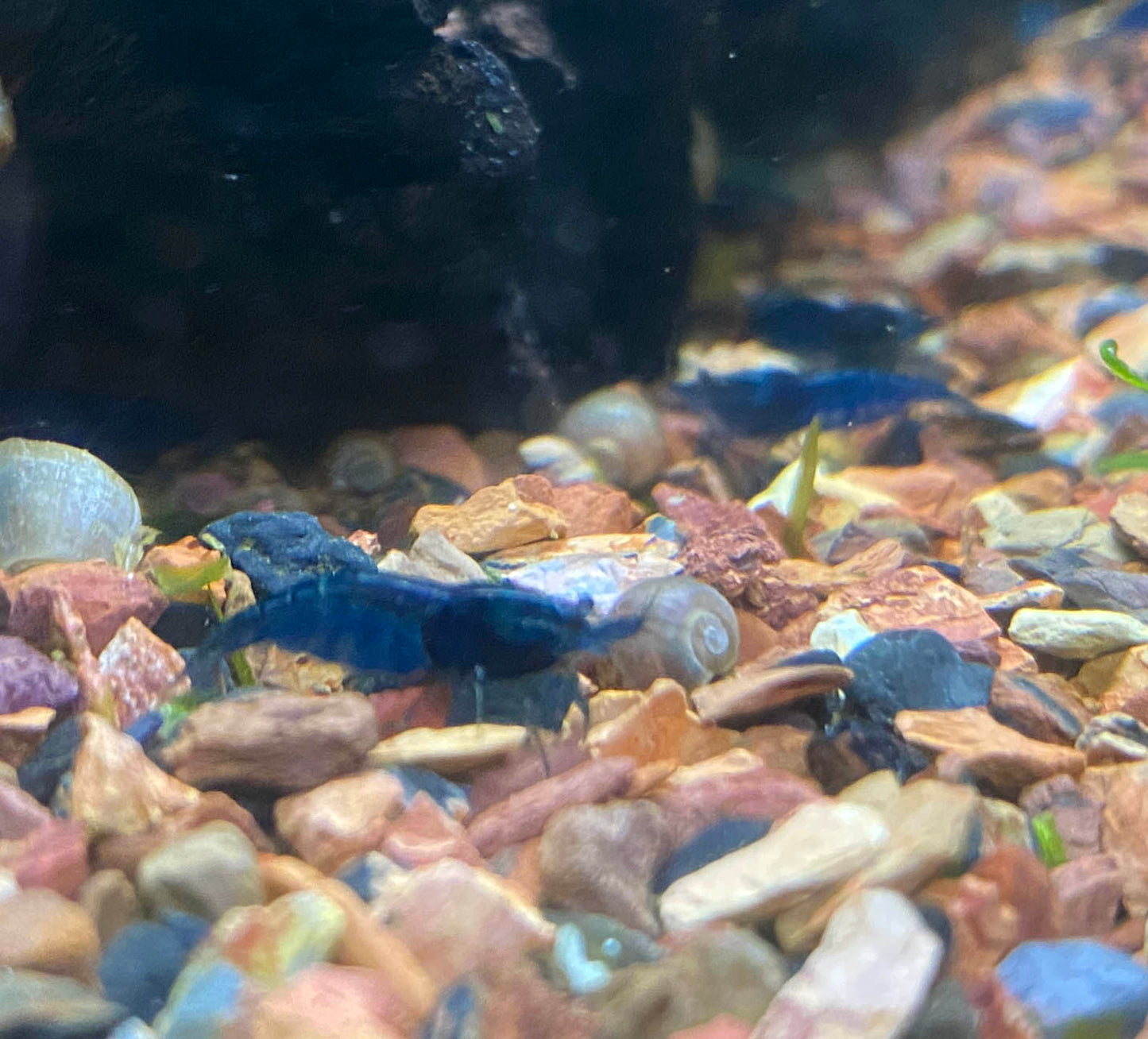 Blue Dream Shrimp