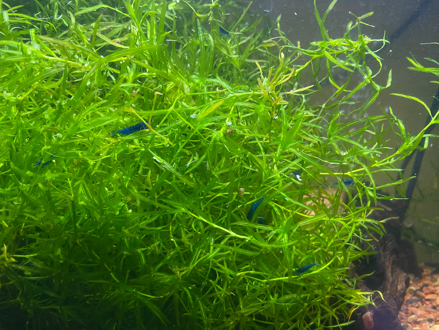 Blue Dream Shrimp