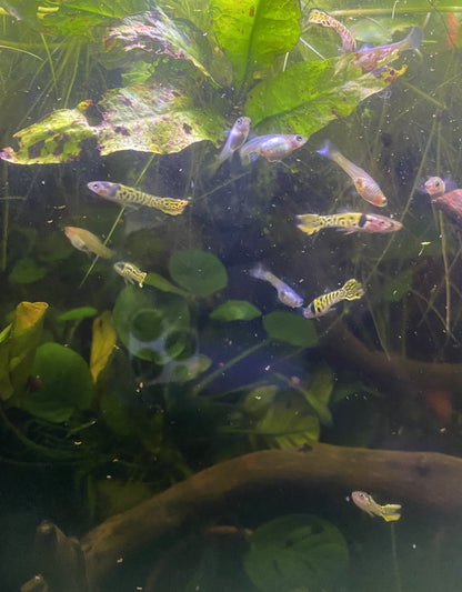 Tiger Endler Pair