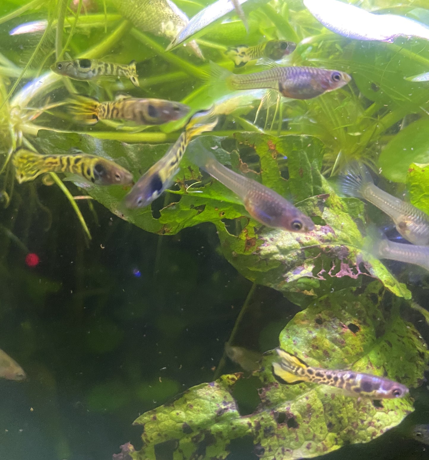Tiger Endler Pair
