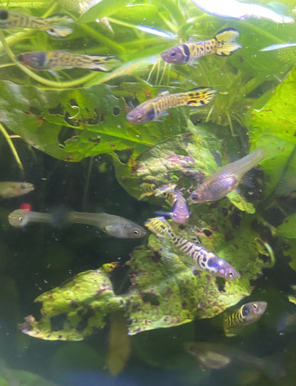 Tiger Endler Pair