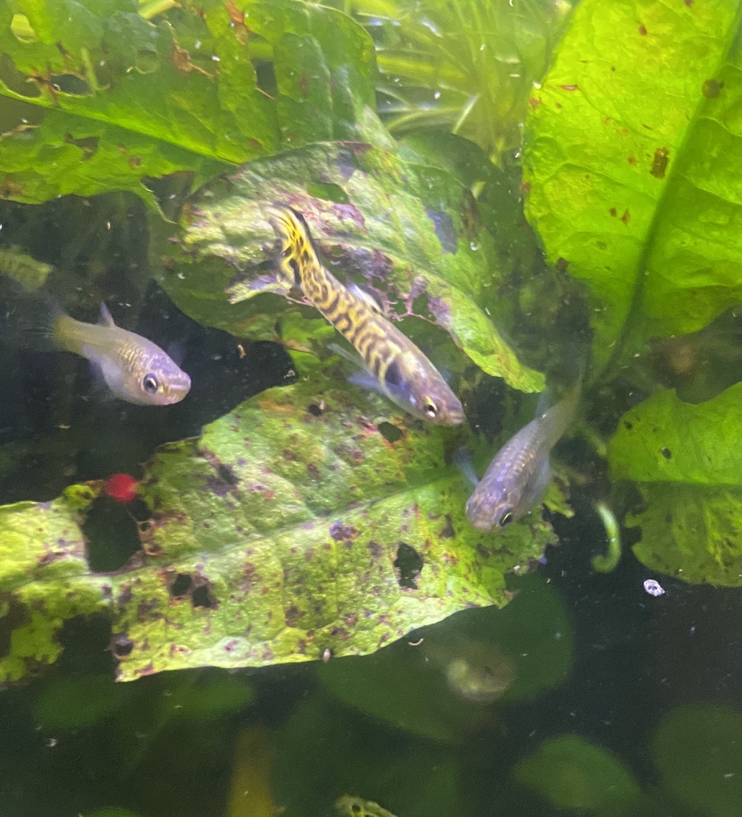 Tiger Endler Pair
