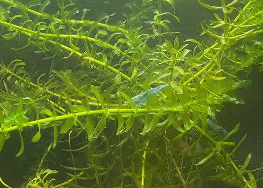 Brazilian Waterweed