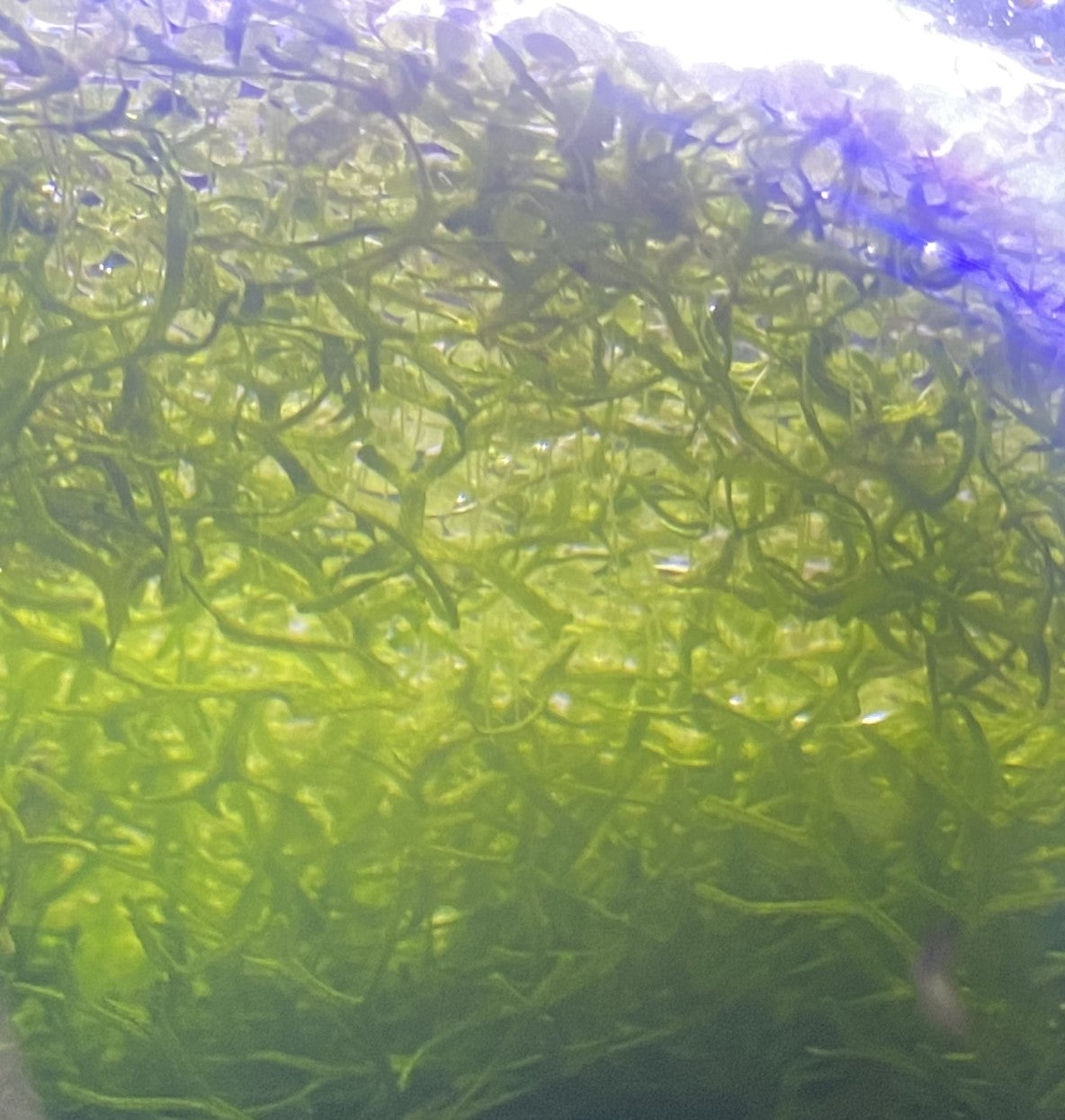 Crystalwort with Scuds