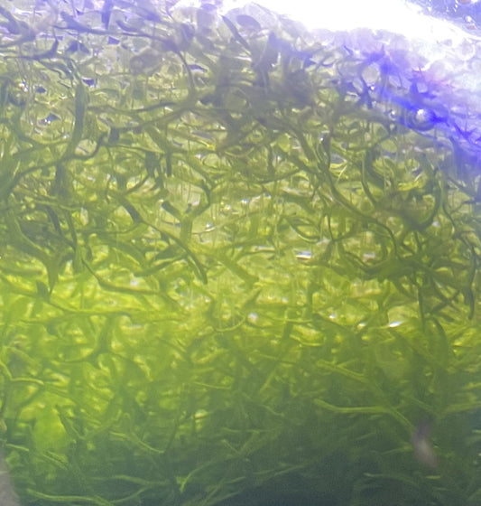 Crystalwort with Scuds