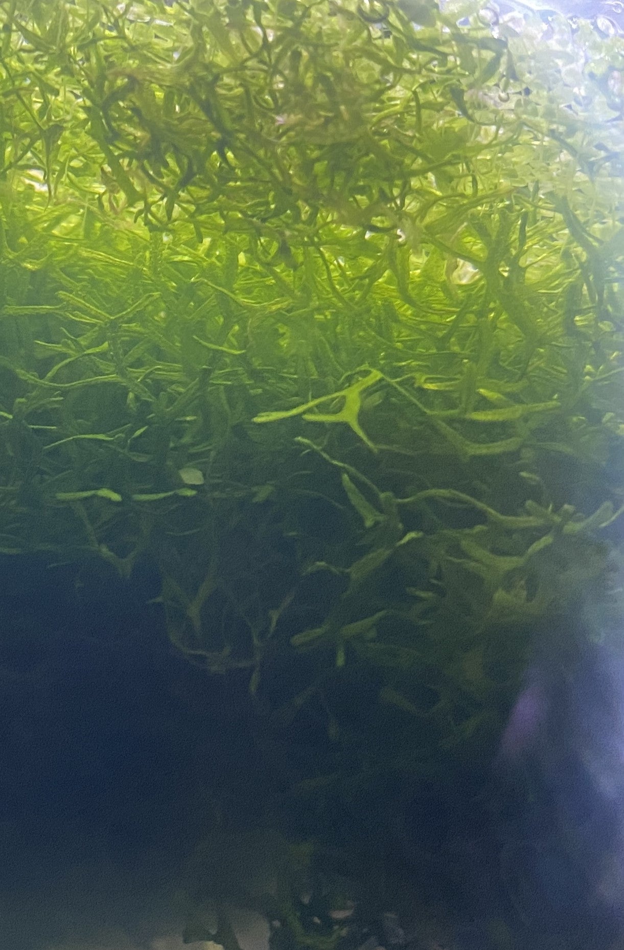 Crystalwort with Scuds