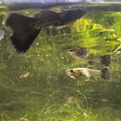 Black Metal Lace Guppy