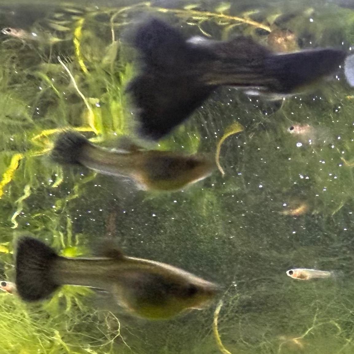Black Metal Lace Guppy