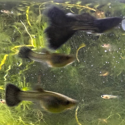 Black Metal Lace Guppy