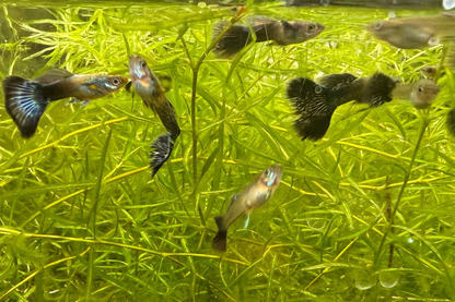 Green Dragon Guppy