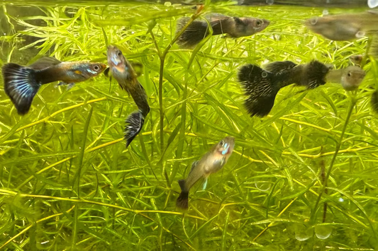 Green Dragon Guppy (Pair)