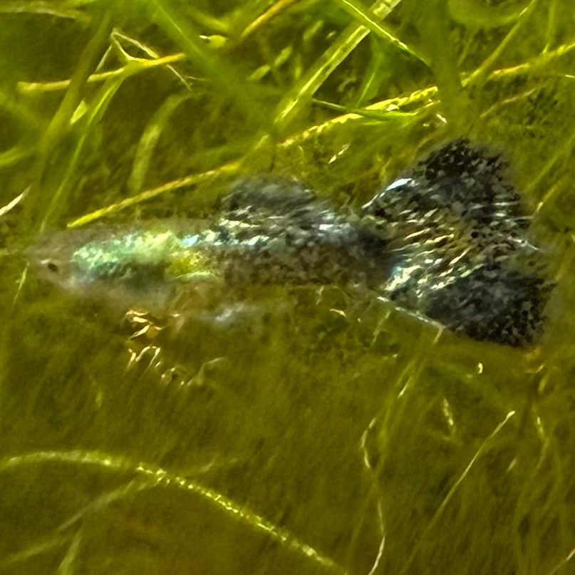 Green Dragon Guppy