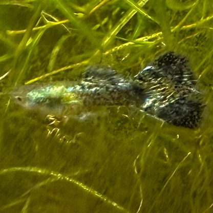 Green Dragon Guppy