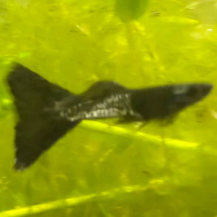 Black Metal Lace Guppy