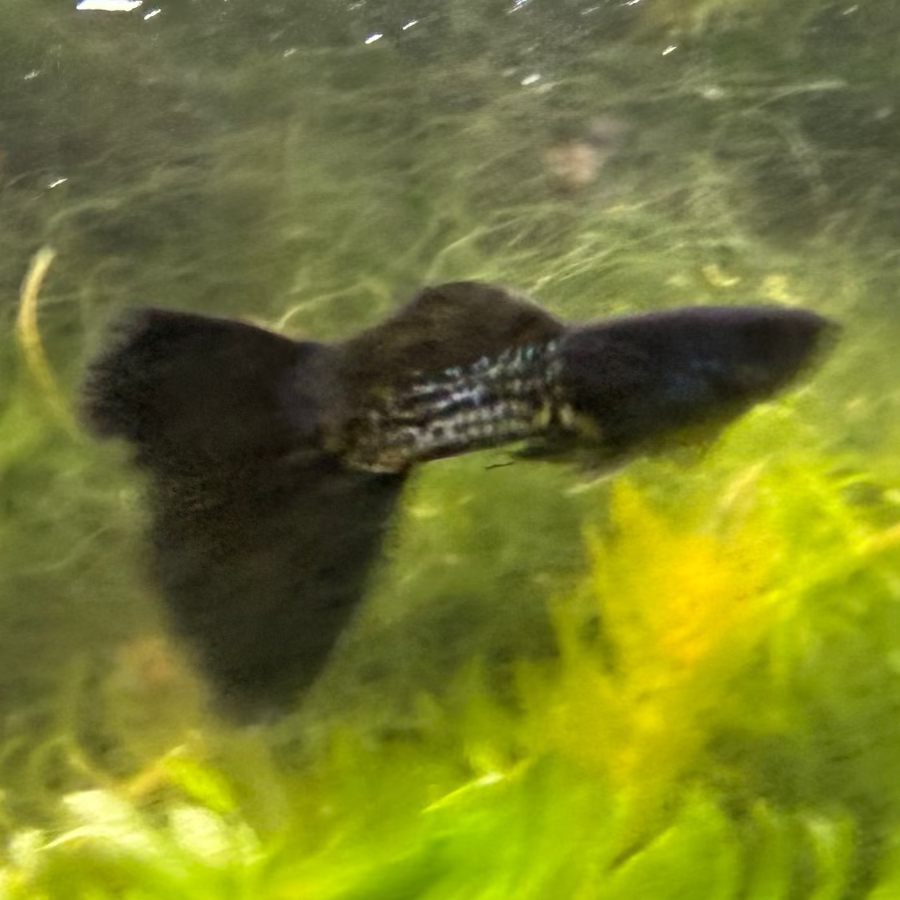 Black Metal Lace Guppy