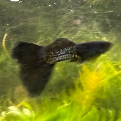 Black Metal Lace Guppy