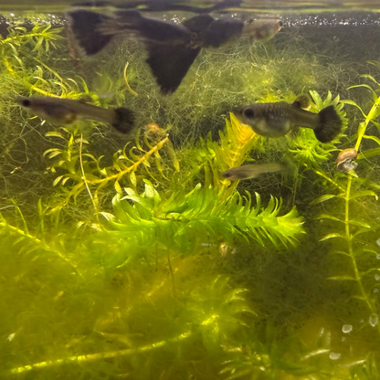 Black Metal Lace Guppy