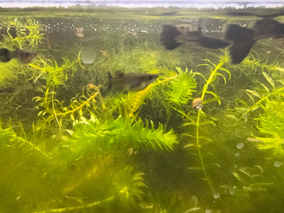 Black Metal Lace Guppy