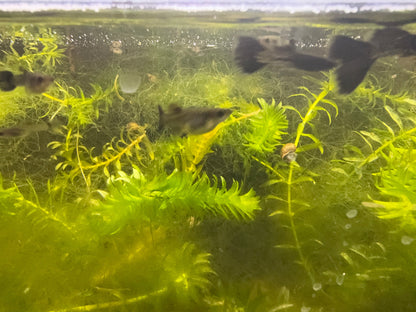 Black Metal Lace Guppy